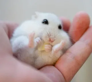 😋 hamster, cute, animal, pet, white, small, rodent telegram sticker