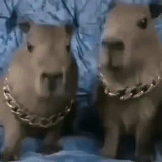 😎 capivara, animais, roedores, correntes, fofo, engraçado telegram sticker