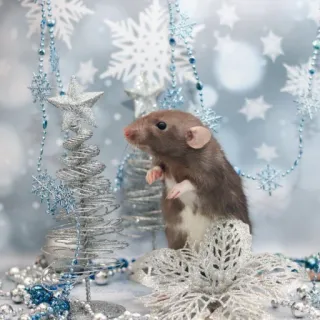 🐭 chuột, giáng sinh, lễ, năm mới, động vật, trang trí, mùa đông telegram sticker