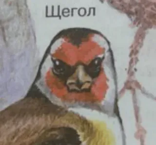 😡 Щегол vogel, tier, natur, distelfink, goldfink telegram sticker