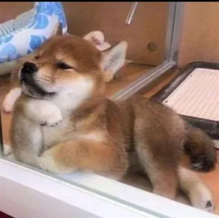 ☁ anjing, anak anjing, shiba inu, lucu, binatang, hewan peliharaan telegram sticker