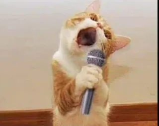 🎃 gato, microfone, cantando, animal, engraçado, animal de estimação whatsapp sticker