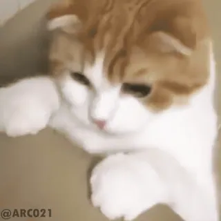 🙂 @ARC021 chat, animal de compagnie, mignon, animal, scottish fold, chaton whatsapp sticker