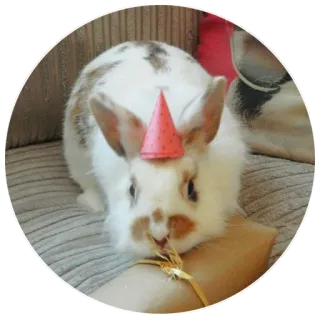 🎁 rabbit, bunny, pet, animal, party, birthday telegram sticker