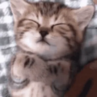 🐈 고양이, 새끼고양이, 자는, 귀여운, 동물 telegram sticker