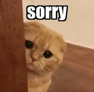 👀 Sorry gato, lo siento, disculpa, lindo, animal, mascota, triste telegram sticker