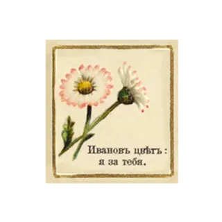 😽 Ивановъ цвѣтъ : Я за тебя. fleur, marguerite, vintage, russe, texte, floral, ancien, antique telegram sticker