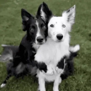 🙂 perros, cachorros, border collie, animales, amigos, lindo telegram sticker