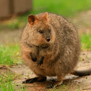 😠 quokka, zwierzę, torbacz, słodki, dzika przyroda, natura telegram sticker