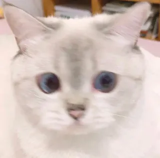 🧸 gatto, animale domestico, animale, gatto domestico, carino, occhi blu telegram sticker
