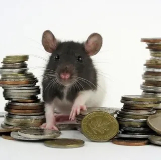 🐭 chuột, tiền, xu, tài chính, gặm nhấm, giàu có, tiết kiệm, thịnh vượng telegram sticker