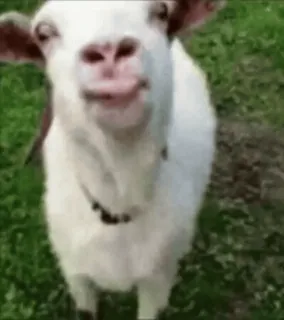 🐐 geit, dier, boerderijdier, schattig, grappig telegram sticker