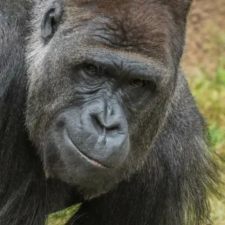 😏 gorilla, animale, scimmia, primate, fauna selvatica, mammifero, natura telegram sticker