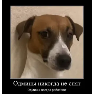 🔥 Jack Russell Terrier Одмины никогда не спят. Одмины всегда работают telegram sticker