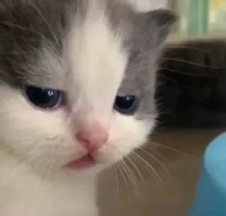 🐱 Katze, Kätzchen, süß, Haustier, Tier, Hauskatze whatsapp sticker