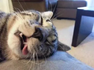 😵 gato, animal, animal de estimação, língua, dormindo whatsapp sticker
