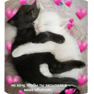 🐱 Хоть я не ночь, 
но хочу, чтобы ты засыпала в 
моих объятиях. 猫, 愛, ハート, ハグ, 子猫 telegram sticker