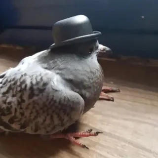 🎩 bird, pigeon, hat, animal, cute, bowler hat whatsapp sticker
