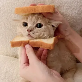 ❤️ cat, kitten, bread, animal, pet, cute telegram sticker