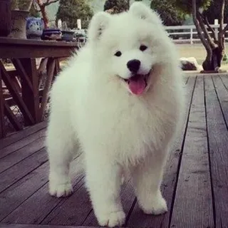 ❤️ Hund, Samojede, weißer Hund, Haustier, süß, flauschig telegram sticker