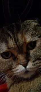 😌 gato, felino, animal, gato doméstico, animal de estimação telegram sticker