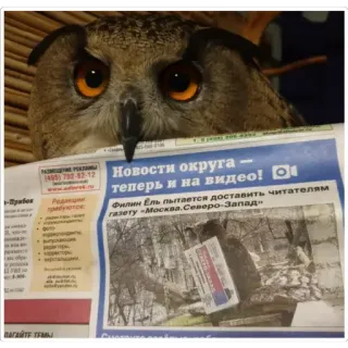 🗞 Yoll the Eagle-Owl Новости округа – теперь и на видео! Филин Ёль пытается доставить читателям газету «Москва.Северо-Запад» owl, eagle-owl, newspaper, reading, bird, animal, yoll, funny, nature telegram sticker