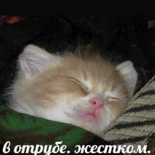 🛌 в отрубе. жестком. kot, kociak, sen, słodki, zwierzę whatsapp sticker