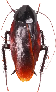 🙄 insect, cockroach, pest, bug whatsapp sticker