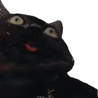 😝 gato, gato negro, mascota, animal telegram sticker