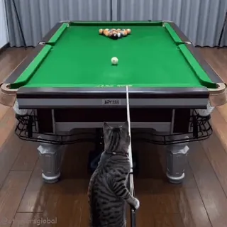 🎱 telegram sticker