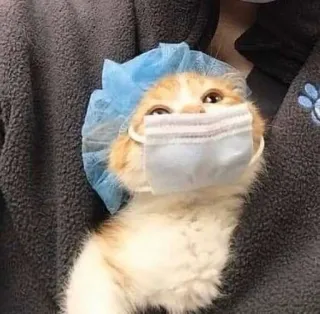 😷 cat, mask, surgery, medical, cute, animal, pet telegram sticker