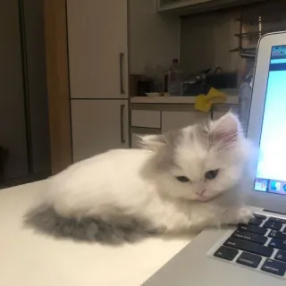 😔 cat, laptop, pet, white cat, animal, cute, domestic animal telegram sticker