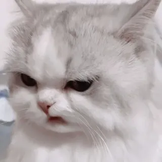 🎀 猫, 猫科动物, 宠物, 动物, 可爱, 家养, 白猫 telegram sticker
