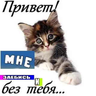 👋 Привет! МНЕ ЗАЕБИСЬ без тебя... kat, russisch, aanstootgevend, kitten telegram sticker