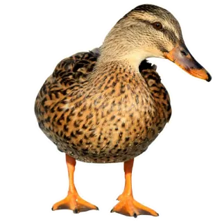🦆 животное, птица, утка, кряква telegram sticker