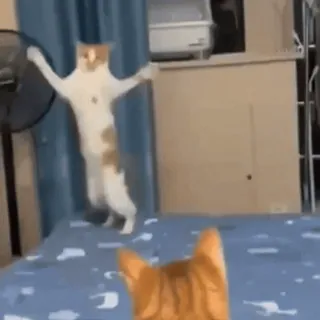 🤩 kat, dieren, dansen, grappig, meme whatsapp sticker