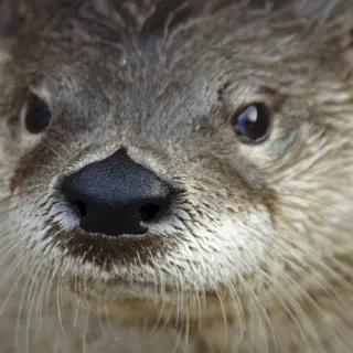 😒 выдра, животное, млекопитающее, дикая природа, крупный план, лицо, милый, природа telegram sticker