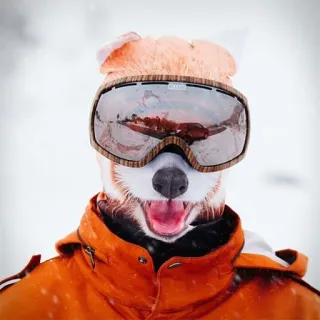 ⛷ animale, cane, sci, neve, sport invernali, occhiali da sci telegram sticker