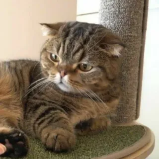 🐱 고양이, 애완동물, 고양이과, 동물, 집고양이, 스코티쉬 폴드 whatsapp sticker