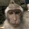 Да кто такой этот @kynik? telegram emojis 😚