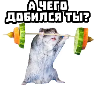 🏋️‍♂️ А ЧЕГО ДОБИЛСЯ ТЫ? hamster, angkat besi, kebugaran, motivasi, hewan telegram sticker