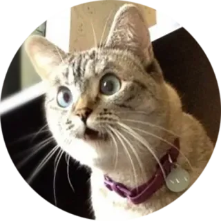 😧 cat, animal, pet, feline, domestic cat, cute, eyes telegram sticker