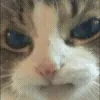 🐱