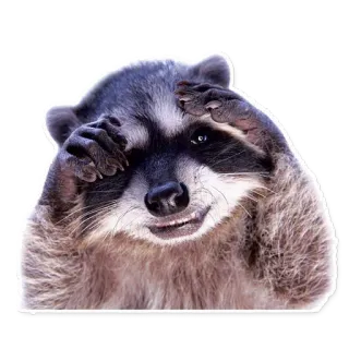 😏 浣熊, 动物, 哺乳动物, 搞笑, 可爱, 表情包 telegram sticker