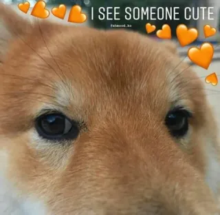 😏 I SEE SOMEONE CUTE hond, schattig, liefde, harten, dier, huisdier, shiba inu telegram sticker