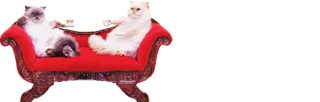 ☕️ cats, pets, animals, couch, luxury telegram sticker