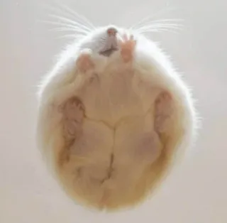 🥵 hamster, rodent, cute, pet, animal, underneath telegram sticker