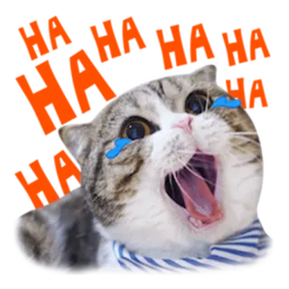😂 What are you doing? Katze, weinend, Sticker, traurig, Cartoon, Meme, emotional telegram sticker