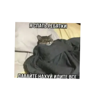 🐱 Я СПАТЬ РЕБЯТКИ
ДАВАЙТЕ НАХУЙ ИДИТЕ ВСЕ chat, dormir, langage grossier, animal, lit, couverture telegram sticker
