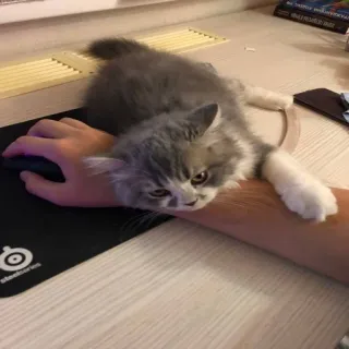 ❤️ gato, gatinho, rato, animal de estimação, animal, fofo telegram sticker